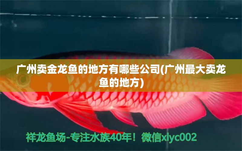 廣州賣金龍魚的地方有哪些公司(廣州最大賣龍魚的地方) 黃金夢幻雷龍魚 第1張