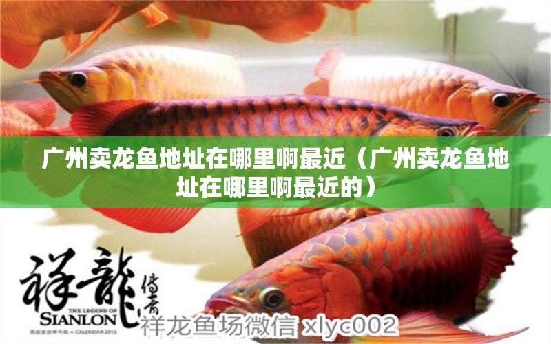 廣州賣龍魚地址在哪里啊最近（廣州賣龍魚地址在哪里啊最近的）