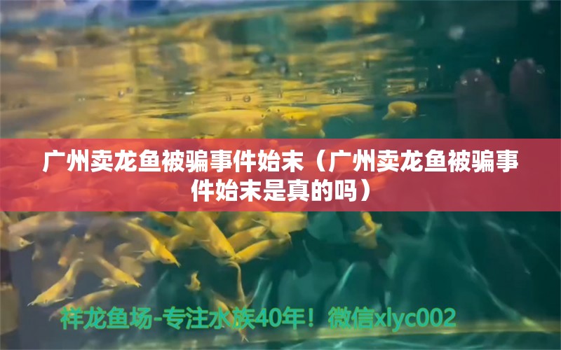 廣州賣龍魚被騙事件始末（廣州賣龍魚被騙事件始末是真的嗎） 網(wǎng)上購(gòu)買觀賞魚