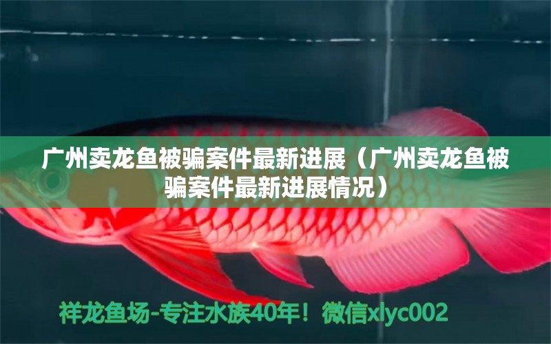 廣州賣龍魚被騙案件最新進展（廣州賣龍魚被騙案件最新進展情況） 網(wǎng)上購買觀賞魚