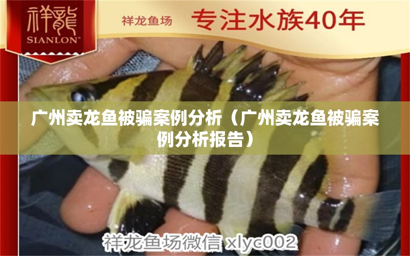 廣州賣(mài)龍魚(yú)被騙案例分析（廣州賣(mài)龍魚(yú)被騙案例分析報(bào)告）