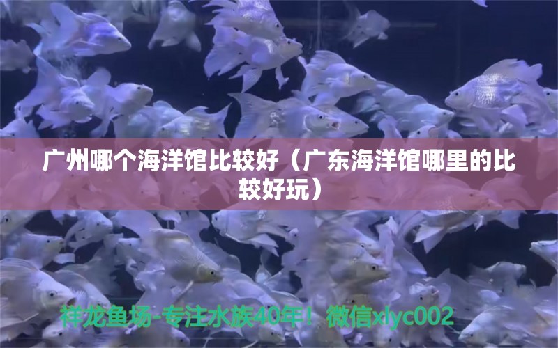 廣州哪個海洋館比較好（廣東海洋館哪里的比較好玩）