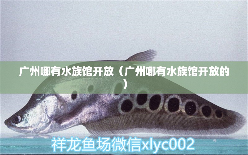 廣州哪有水族館開放（廣州哪有水族館開放的） 廣州水族批發(fā)市場