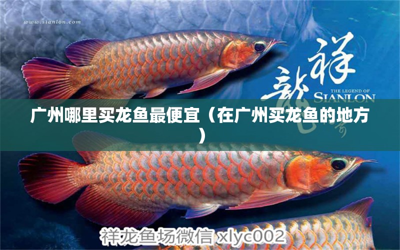 廣州哪里買龍魚最便宜（在廣州買龍魚的地方） 觀賞魚