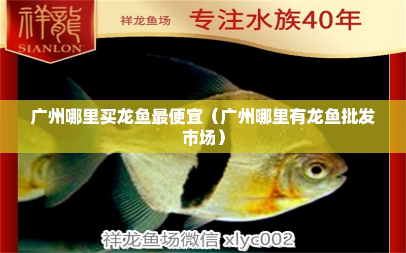 廣州哪里買(mǎi)龍魚(yú)最便宜（廣州哪里有龍魚(yú)批發(fā)市場(chǎng)）