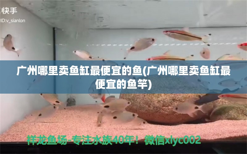 廣州哪里賣魚缸最便宜的魚(廣州哪里賣魚缸最便宜的魚竿) 垂釣樂園