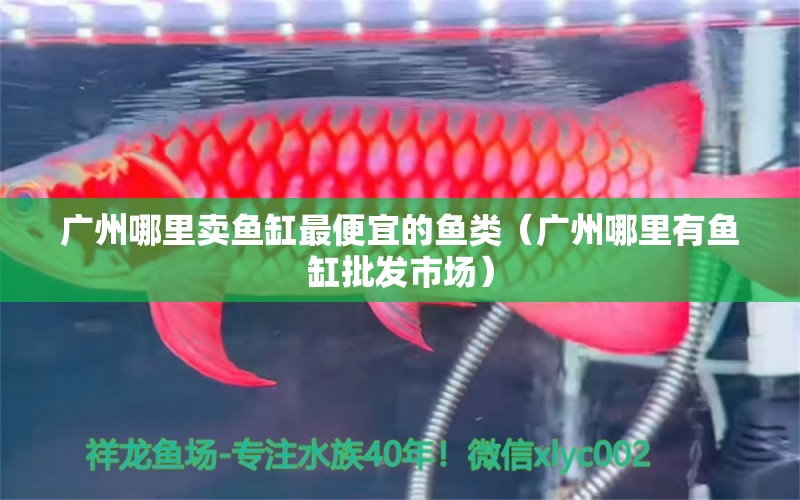 廣州哪里賣魚缸最便宜的魚類（廣州哪里有魚缸批發(fā)市場） 廣州觀賞魚批發(fā)市場