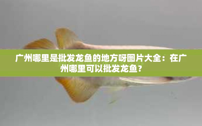 廣州哪里是批發(fā)龍魚的地方呀圖片大全：在廣州哪里可以批發(fā)龍魚？