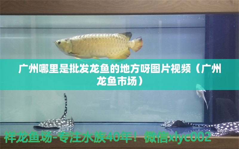 廣州哪里是批發(fā)龍魚的地方呀圖片視頻（廣州龍魚市場）