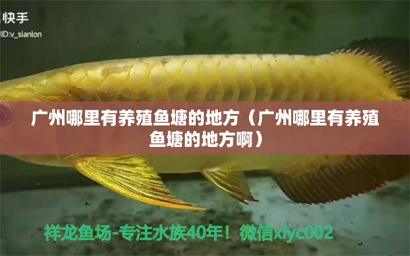 廣州哪里有養(yǎng)殖魚塘的地方（廣州哪里有養(yǎng)殖魚塘的地方?。? title=