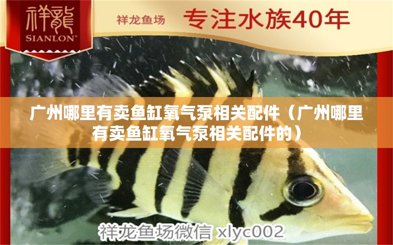 廣州哪里有賣魚缸氧氣泵相關(guān)配件（廣州哪里有賣魚缸氧氣泵相關(guān)配件的） 帝王迷宮