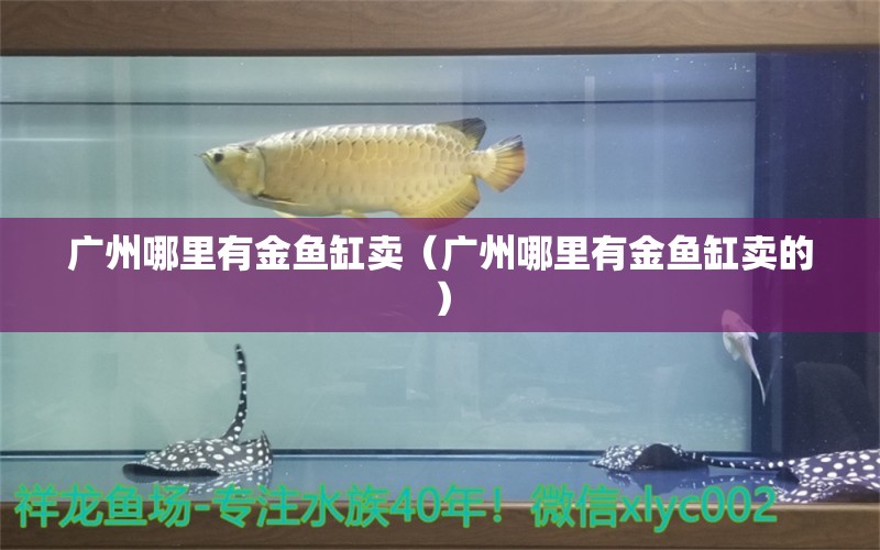 廣州哪里有金魚缸賣（廣州哪里有金魚缸賣的）