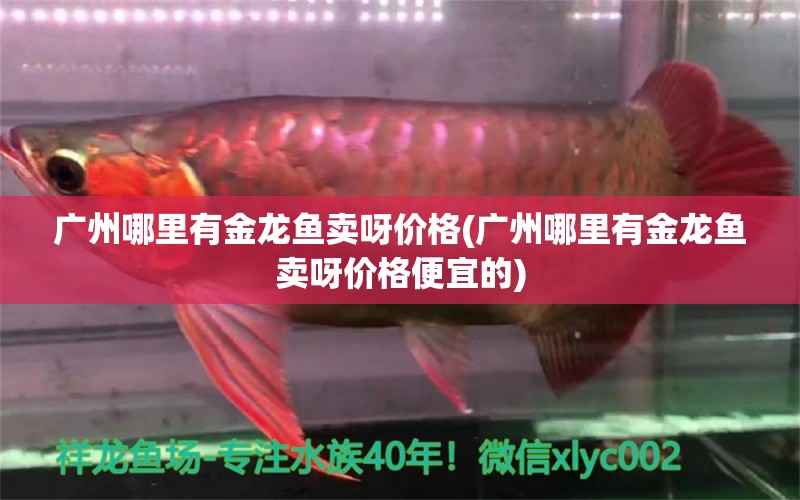 廣州哪里有金龍魚賣呀價格(廣州哪里有金龍魚賣呀價格便宜的) 2024第28屆中國國際寵物水族展覽會CIPS（長城寵物展2024 CIPS）