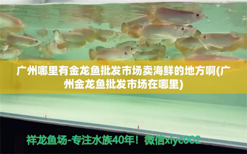 廣州哪里有金龍魚批發(fā)市場(chǎng)賣海鮮的地方啊(廣州金龍魚批發(fā)市場(chǎng)在哪里) 龍魚批發(fā) 第1張