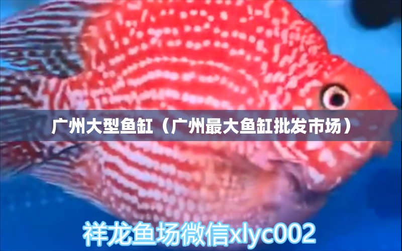 廣州大型魚缸（廣州最大魚缸批發(fā)市場）