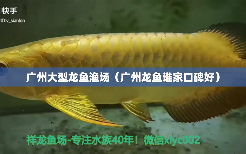 廣州大型龍魚漁場（廣州龍魚誰家口碑好）