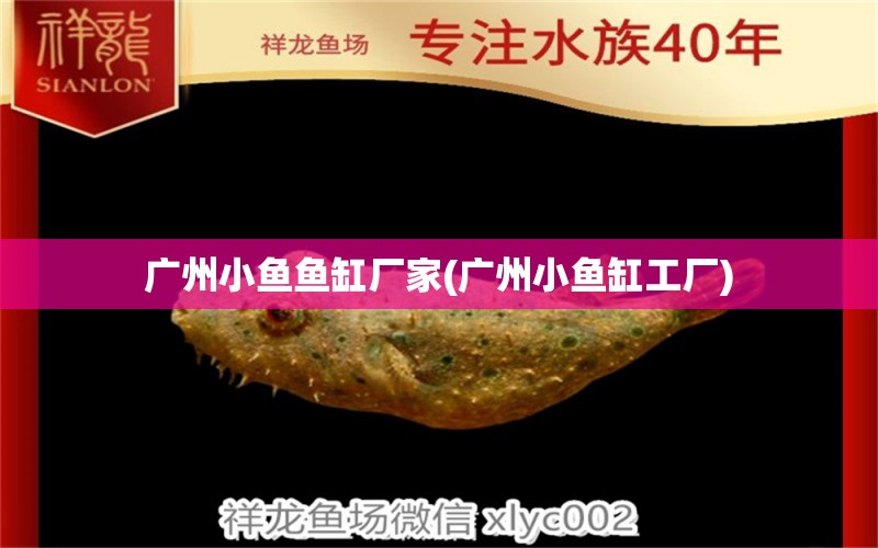 廣州小魚魚缸廠家(廣州小魚缸工廠) 黃金斑馬魚