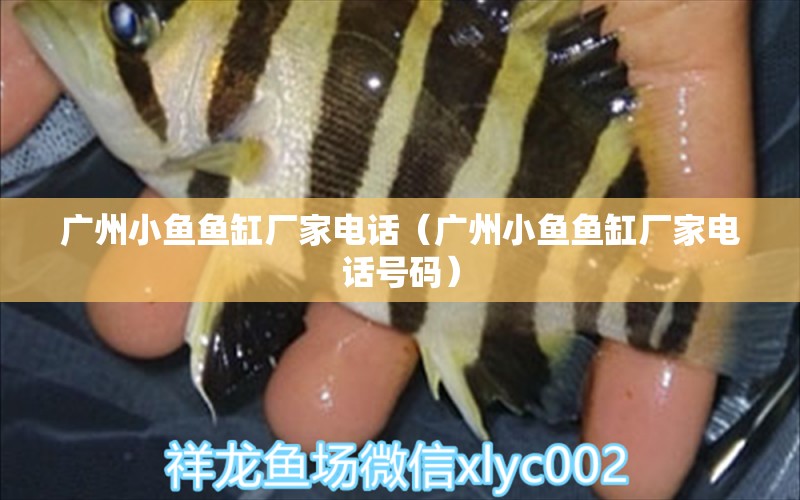 廣州小魚魚缸廠家電話（廣州小魚魚缸廠家電話號碼）