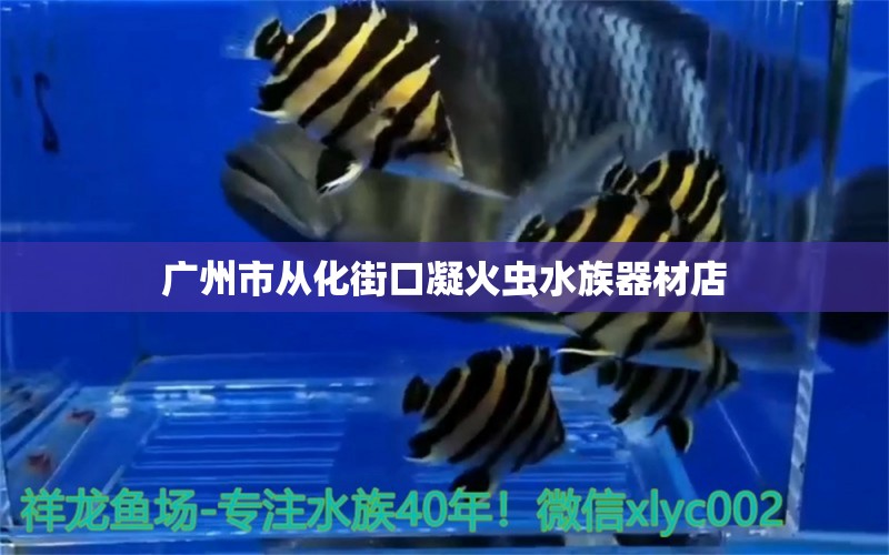 廣州市從化街口凝火蟲水族器材店