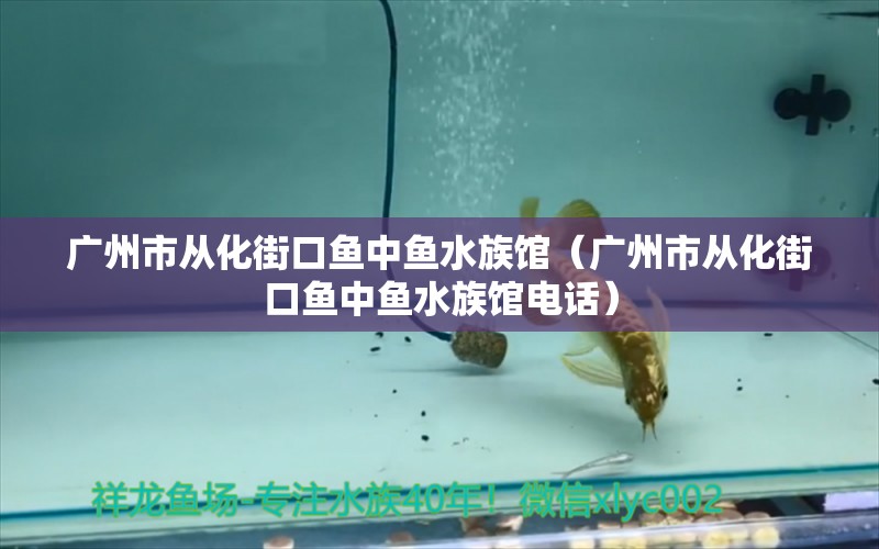 廣州市從化街口魚(yú)中魚(yú)水族館（廣州市從化街口魚(yú)中魚(yú)水族館電話） 全國(guó)水族館企業(yè)名錄