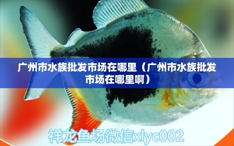 廣州市水族批發(fā)市場(chǎng)在哪里（廣州市水族批發(fā)市場(chǎng)在哪里?。? title=