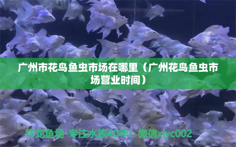 廣州市花鳥魚蟲市場在哪里（廣州花鳥魚蟲市場營業(yè)時間）