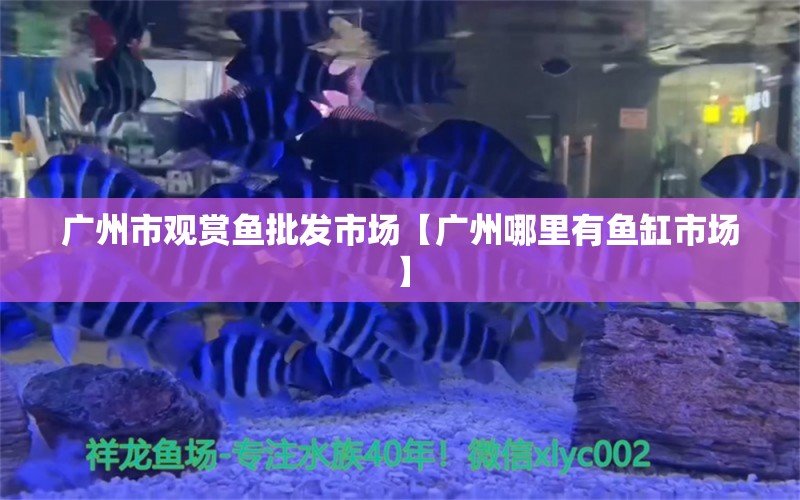 廣州市觀賞魚批發(fā)市場【廣州哪里有魚缸市場】