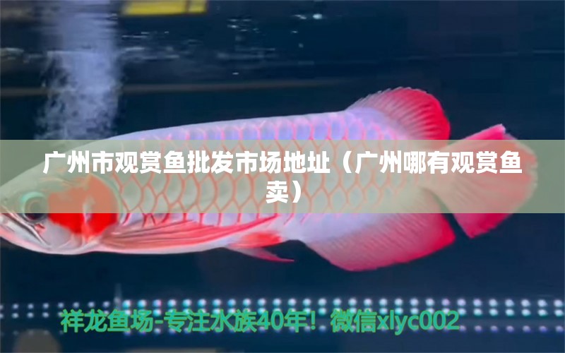 廣州市觀賞魚(yú)批發(fā)市場(chǎng)地址（廣州哪有觀賞魚(yú)賣(mài)）