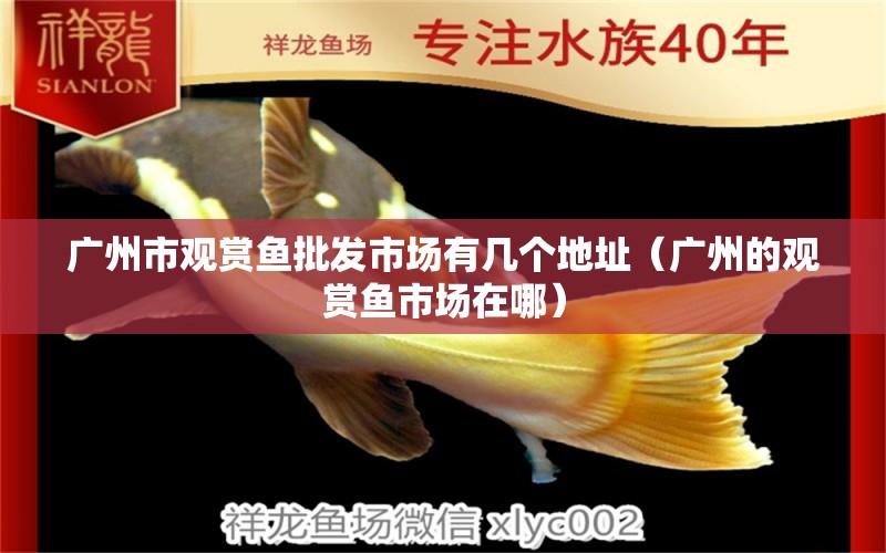 廣州市觀賞魚批發(fā)市場有幾個地址（廣州的觀賞魚市場在哪） 觀賞魚批發(fā)