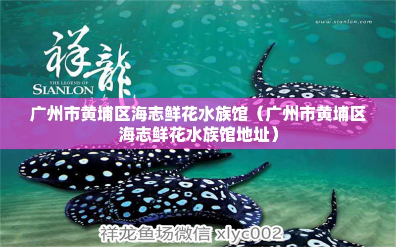 廣州市黃埔區(qū)海志鮮花水族館（廣州市黃埔區(qū)海志鮮花水族館地址）