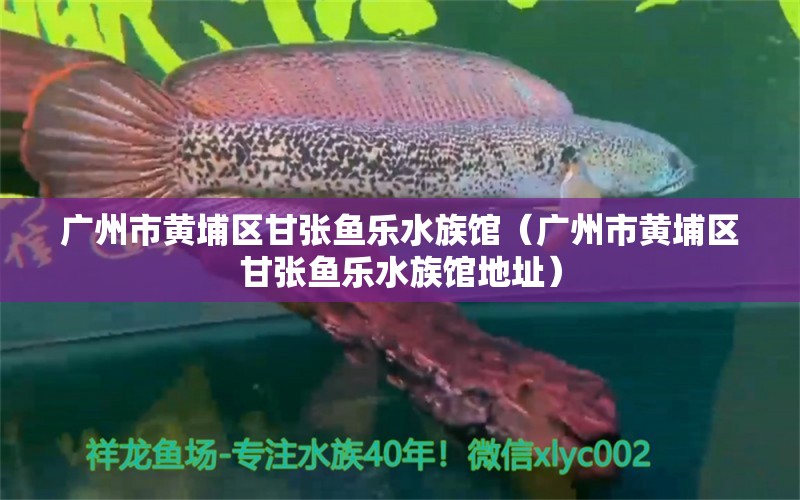 廣州市黃埔區(qū)甘張魚樂水族館（廣州市黃埔區(qū)甘張魚樂水族館地址）