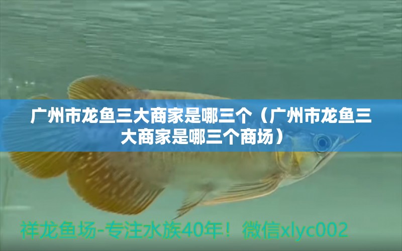 廣州市龍魚三大商家是哪三個(gè)（廣州市龍魚三大商家是哪三個(gè)商場(chǎng)） 網(wǎng)上購(gòu)買觀賞魚