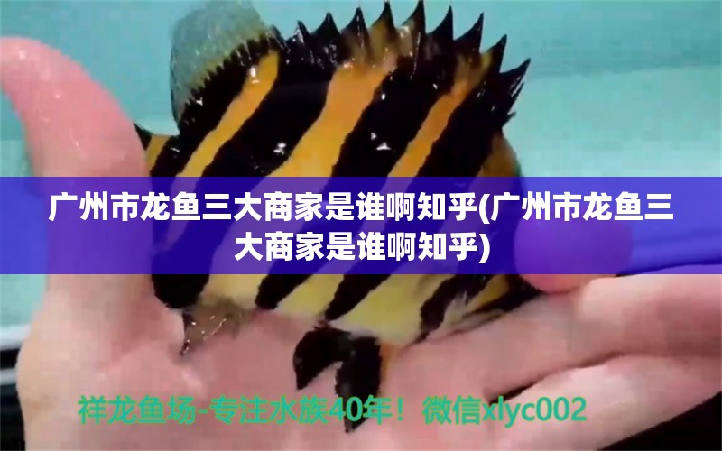 廣州市龍魚三大商家是誰啊知乎(廣州市龍魚三大商家是誰啊知乎) 龍鳳鯉魚