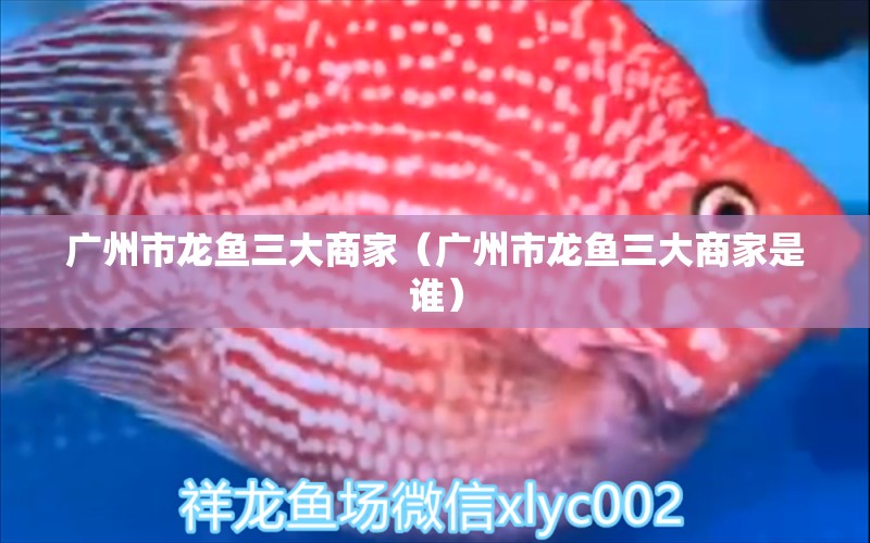 廣州市龍魚三大商家（廣州市龍魚三大商家是誰）