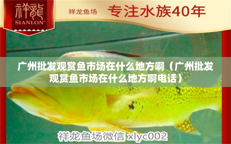 廣州批發(fā)觀賞魚市場在什么地方啊（廣州批發(fā)觀賞魚市場在什么地方啊電話）