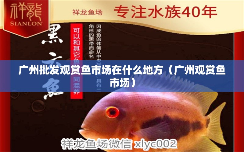 廣州批發(fā)觀賞魚市場在什么地方（廣州觀賞魚市場）