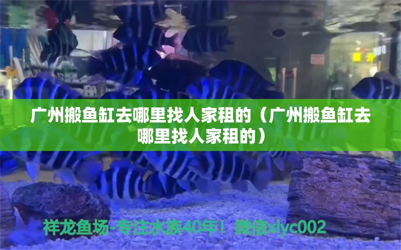 廣州搬魚(yú)缸去哪里找人家租的（廣州搬魚(yú)缸去哪里找人家租的） 肥料 第1張