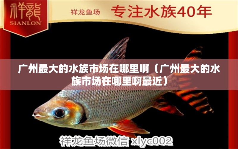 廣州最大的水族市場在哪里?。◤V州最大的水族市場在哪里啊最近）