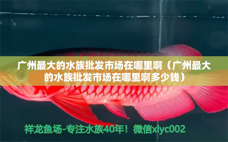 廣州最大的水族批發(fā)市場在哪里?。◤V州最大的水族批發(fā)市場在哪里啊多少錢）