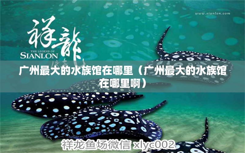 廣州最大的水族館在哪里（廣州最大的水族館在哪里?。? title=