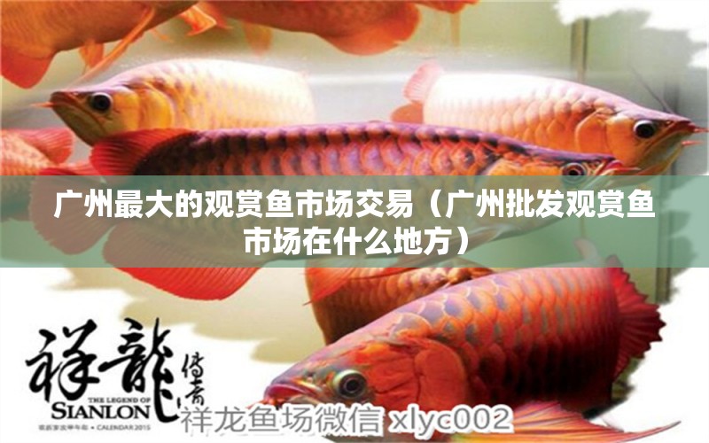 廣州最大的觀賞魚市場交易（廣州批發(fā)觀賞魚市場在什么地方）