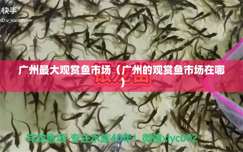 廣州最大觀賞魚(yú)市場(chǎng)（廣州的觀賞魚(yú)市場(chǎng)在哪）