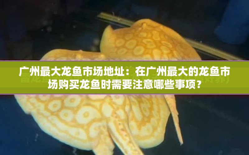 廣州最大龍魚市場地址：在廣州最大的龍魚市場購買龍魚時需要注意哪些事項？ 水族問答