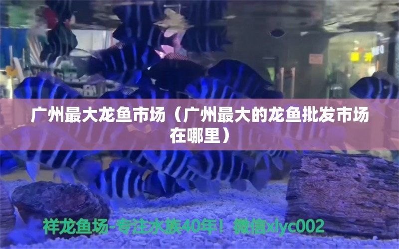 廣州最大龍魚市場（廣州最大的龍魚批發(fā)市場在哪里）