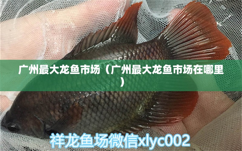 廣州最大龍魚(yú)市場(chǎng)（廣州最大龍魚(yú)市場(chǎng)在哪里）