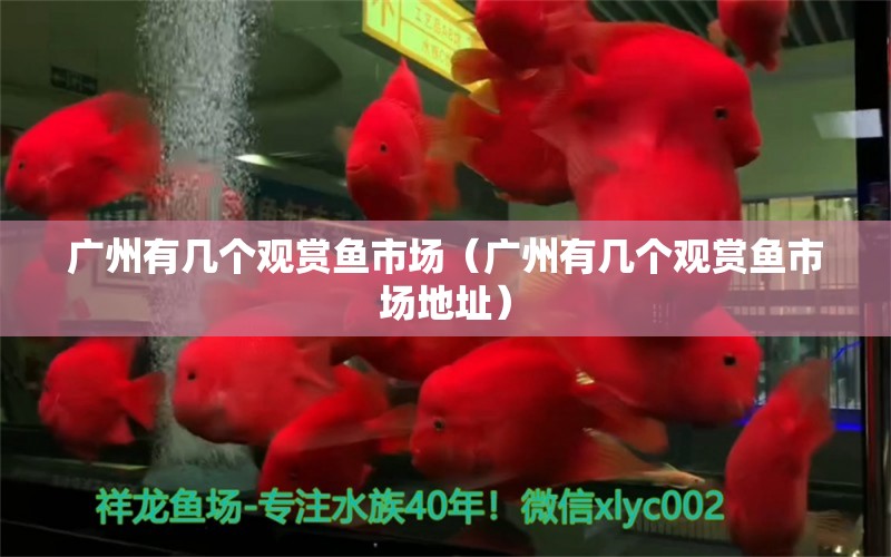 廣州有幾個(gè)觀賞魚(yú)市場(chǎng)（廣州有幾個(gè)觀賞魚(yú)市場(chǎng)地址）