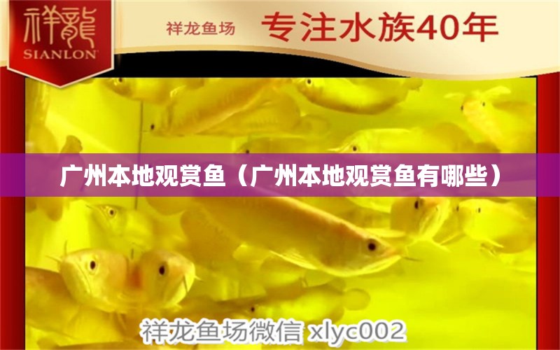 廣州本地觀賞魚（廣州本地觀賞魚有哪些）