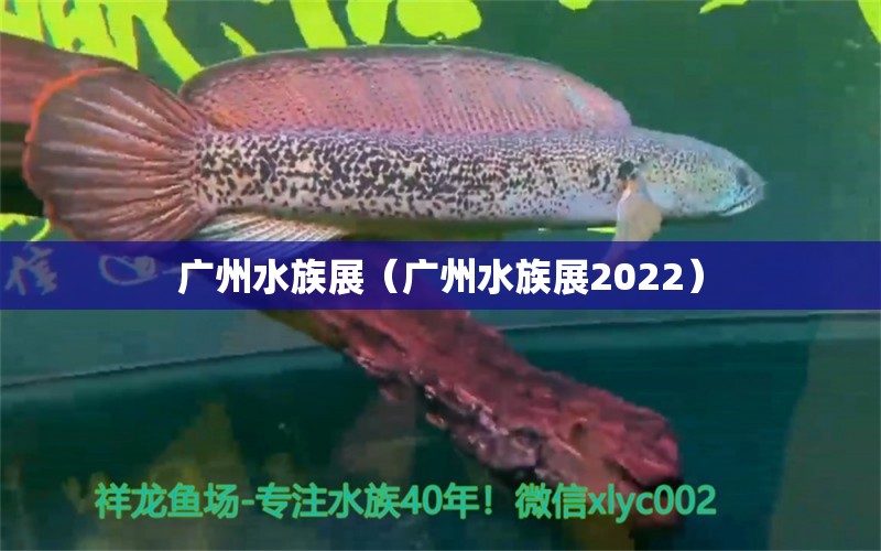 廣州水族展（廣州水族展2022）