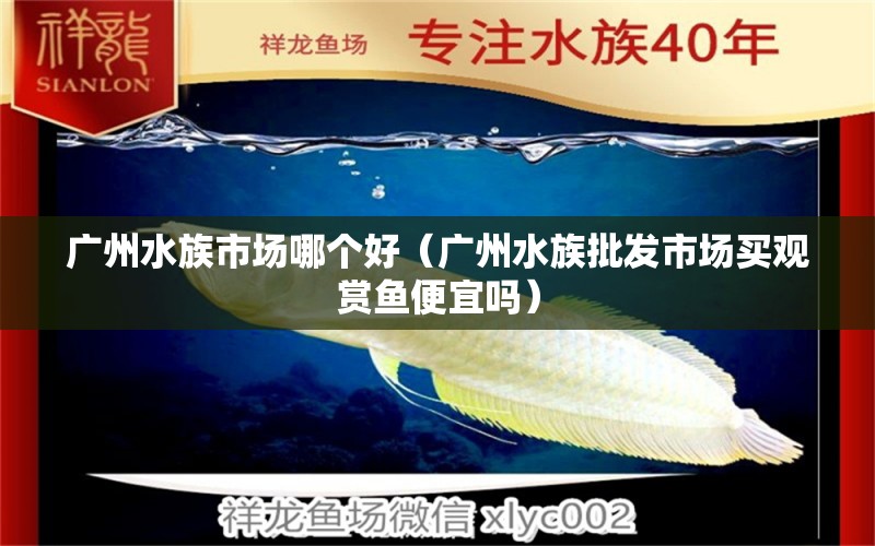 廣州水族市場哪個好（廣州水族批發(fā)市場買觀賞魚便宜嗎）