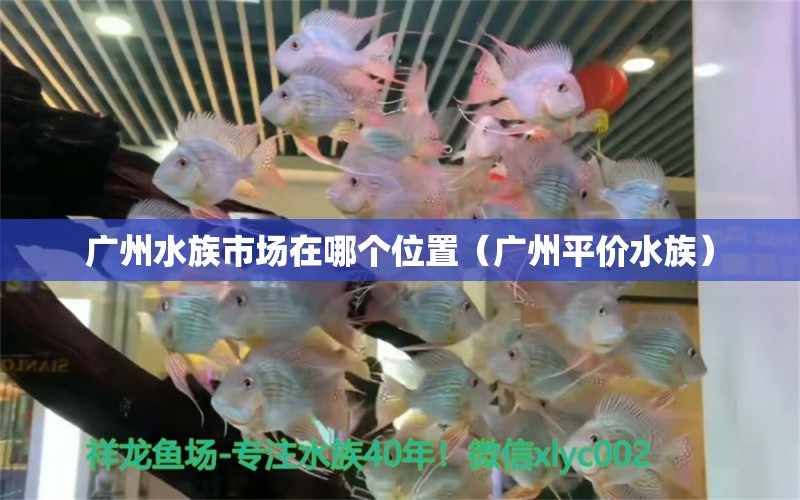 廣州水族市場在哪個位置（廣州平價水族）